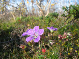 Flowers 1