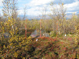 Greenhouse 2
