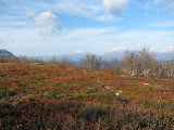 Path 3