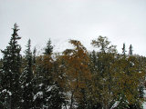 Bodhgen 1