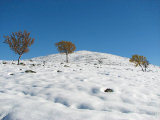 Saanta 6