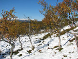 Autumn 2