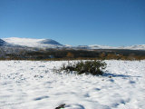 Fjelds 5