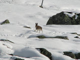 Hare 1