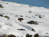 Hare 2