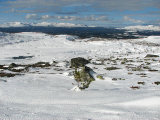 Pine 1