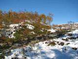 Stream 1