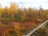 Autumn 11