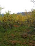Autumn 2