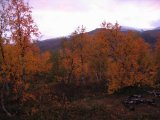 Autumn 3