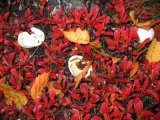 Eggshells 1