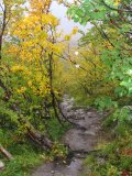 Path 1