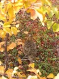 Ptarmigan 2