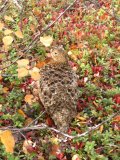 Ptarmigan 3
