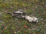 Skeleton 1