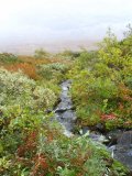 Stream 1