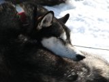 Dog 1