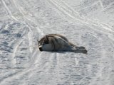 Dog 3