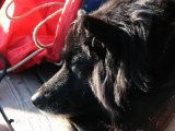 Dog 6