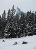 Dogs 1