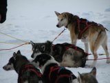 Dogs 3