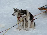 Dogs 4