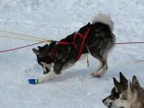 Dogs 5