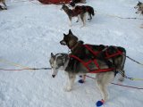 Dogs 6