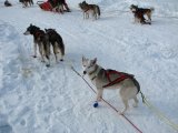 Dogs 7
