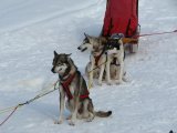 Dogs 8