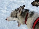 Dogs 9