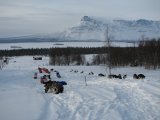 Dogsleds 3