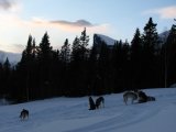 Dogsleds 4