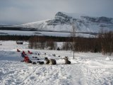Dogsleds 5