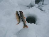 Fish 1