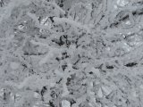 Frost 1