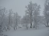 Frost 2