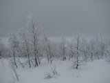Frost 3