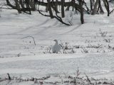 Ptarmigan 2