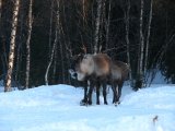 Reindeer 1