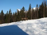 Reindeer 2