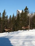 Reindeer 3