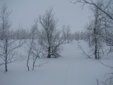 Trees 1