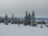 Trees 2