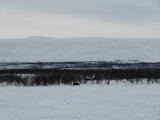 Svine 1