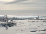 Fog 1
