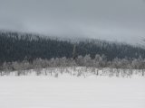 Forest 1