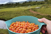 Cloudberries 1