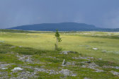 Spruce 1