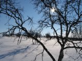 Fjelds 2